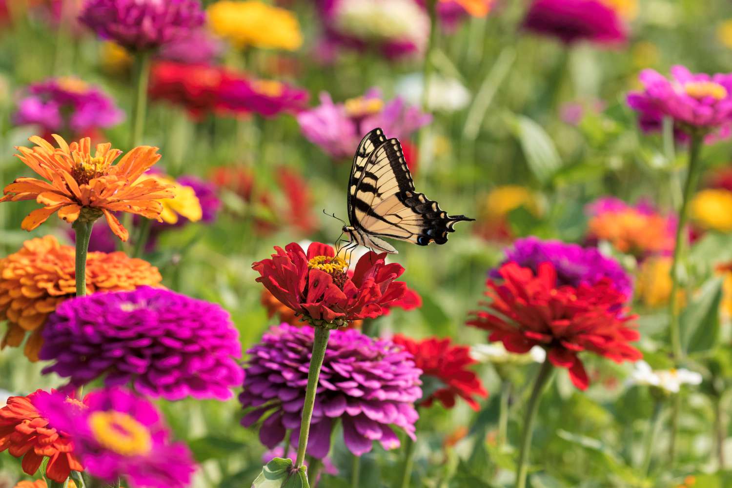 Embracing Floridas Bounty A Guide To Fruit Veggie Pollinator And