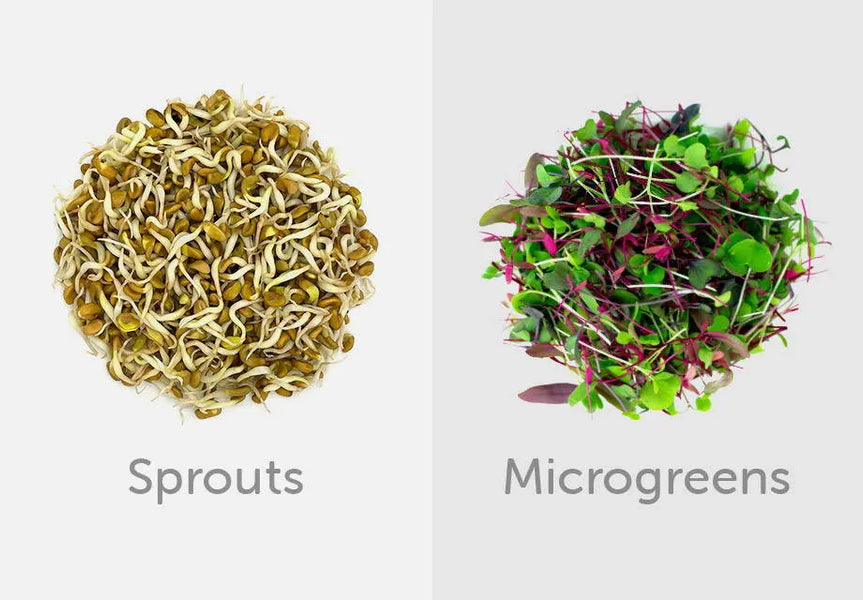 Sprouts vs. Microgreens: Understanding the Differences and Similarities