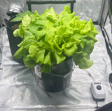 Load image into Gallery viewer, Good Grow Single Bucket Kit